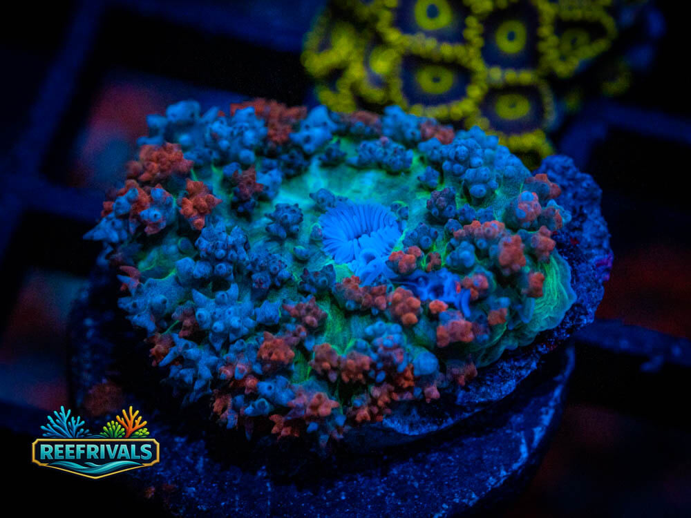 DSC00322 WYSIWYG coral image | ReefRivals DSC00322 coral image from ReefRivals, listed as Ultra St. Thomas Mushroom and Soft Coral