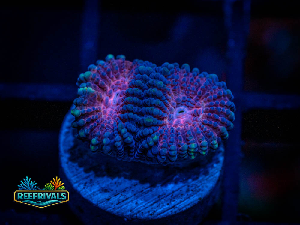 DSC00323 WYSIWYG coral image | ReefRivals DSC00323 coral image from ReefRivals, listed as Soft Coral
