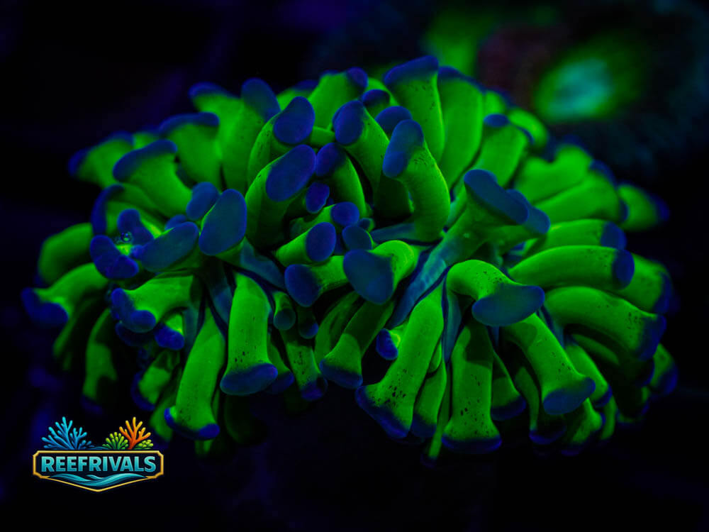TSA Splatter Stalk Hammer WYSIWYG coral image | ReefRivals TSA Splatter Stalk Hammer coral image from ReefRivals, listed as Euphyllia ancora and Soft Coral
