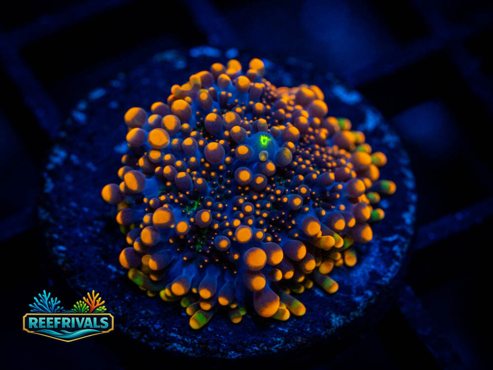 DSC00362 WYSIWYG coral image | ReefRivals DSC00362 coral image from ReefRivals, listed as Soft Coral