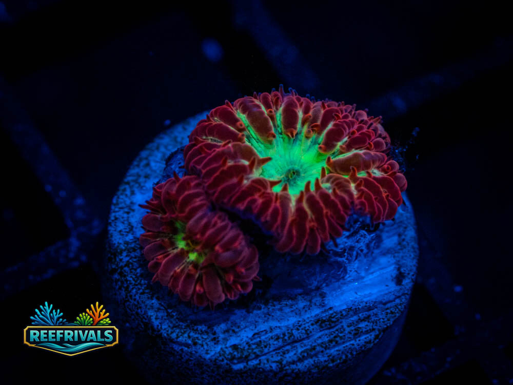 UC Senorita Blasto coral image from ReefRivals, listed as Blastomussa wellsi and Soft Coral