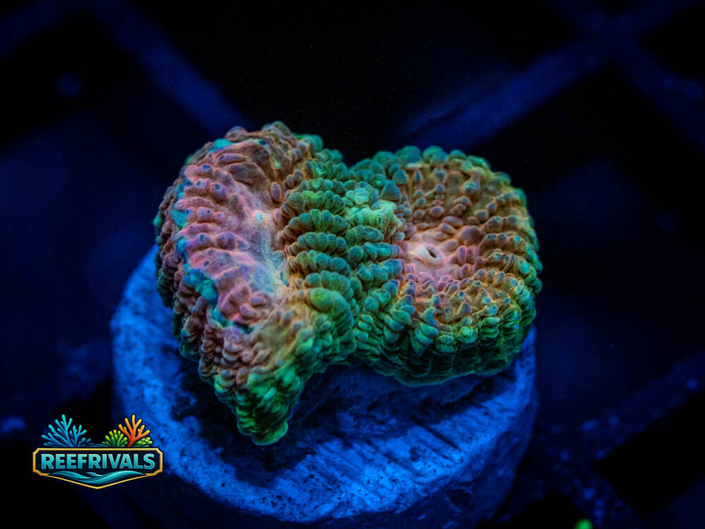 DSC00371 coral image from ReefRivals, listed as Soft Coral