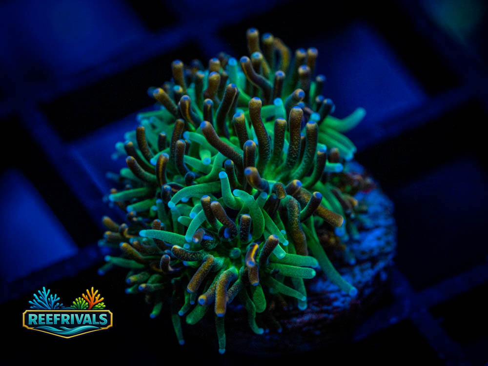 DSC00374 WYSIWYG coral image | ReefRivals DSC00374 coral image from ReefRivals, listed as Soft Coral