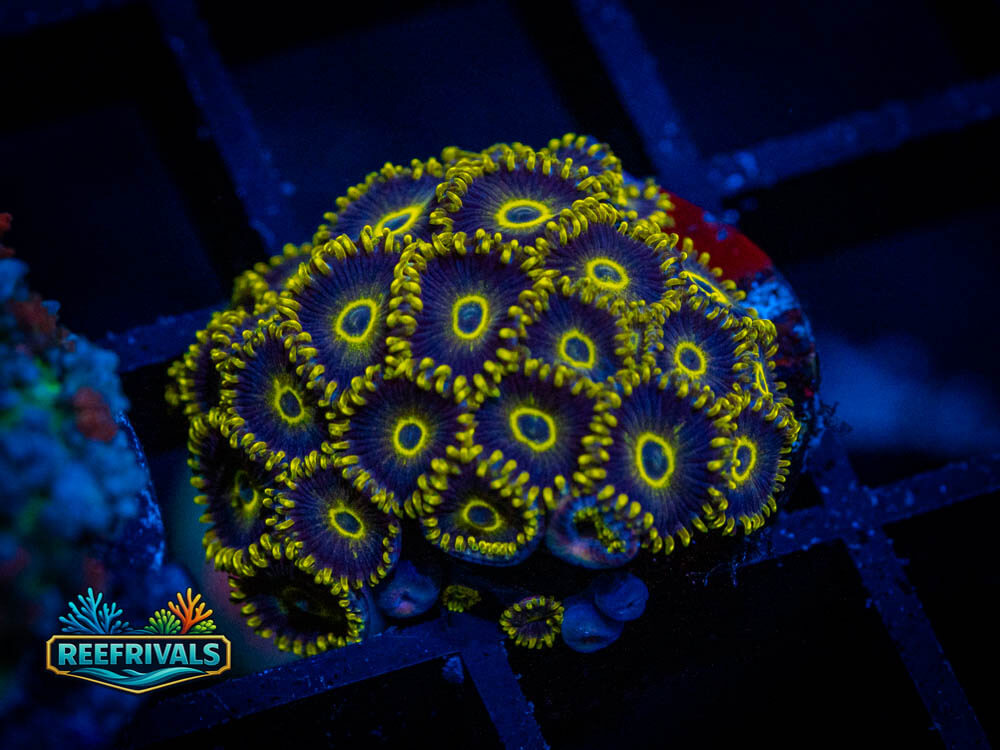 RVL Yellow Jackets Zoa coral image from ReefRivals, listed as Zoas and Soft Coral