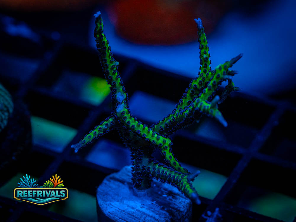DSC00392 WYSIWYG coral image | ReefRivals DSC00392 coral image from ReefRivals, listed as Soft Coral