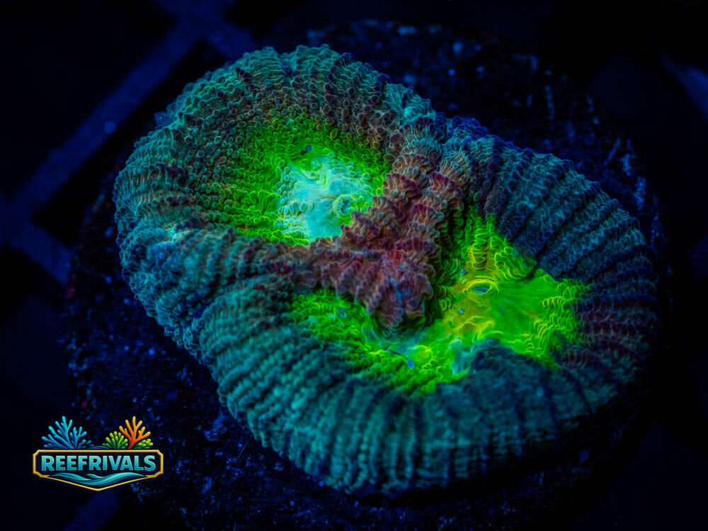 WWC Diversity Favia WYSIWYG coral image | ReefRivals WWC Diversity Favia coral image from ReefRivals, listed as Favia sp. and Soft Coral
