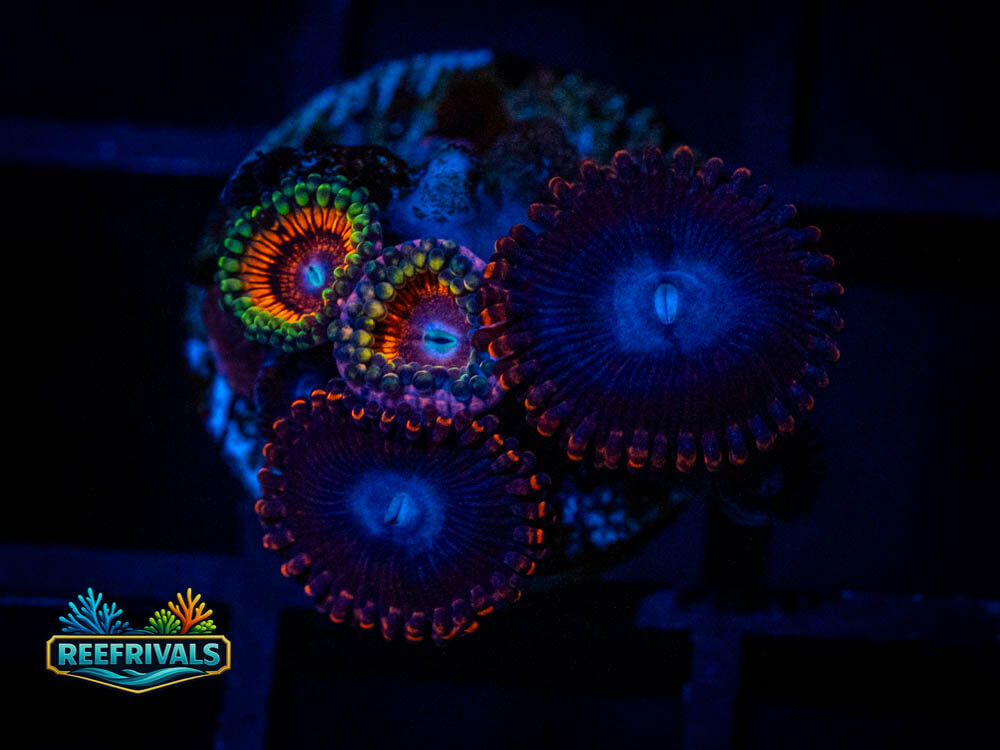 Ultra Combo Zoa coral image from ReefRivals, listed as Zoanthus sp. and Zoas