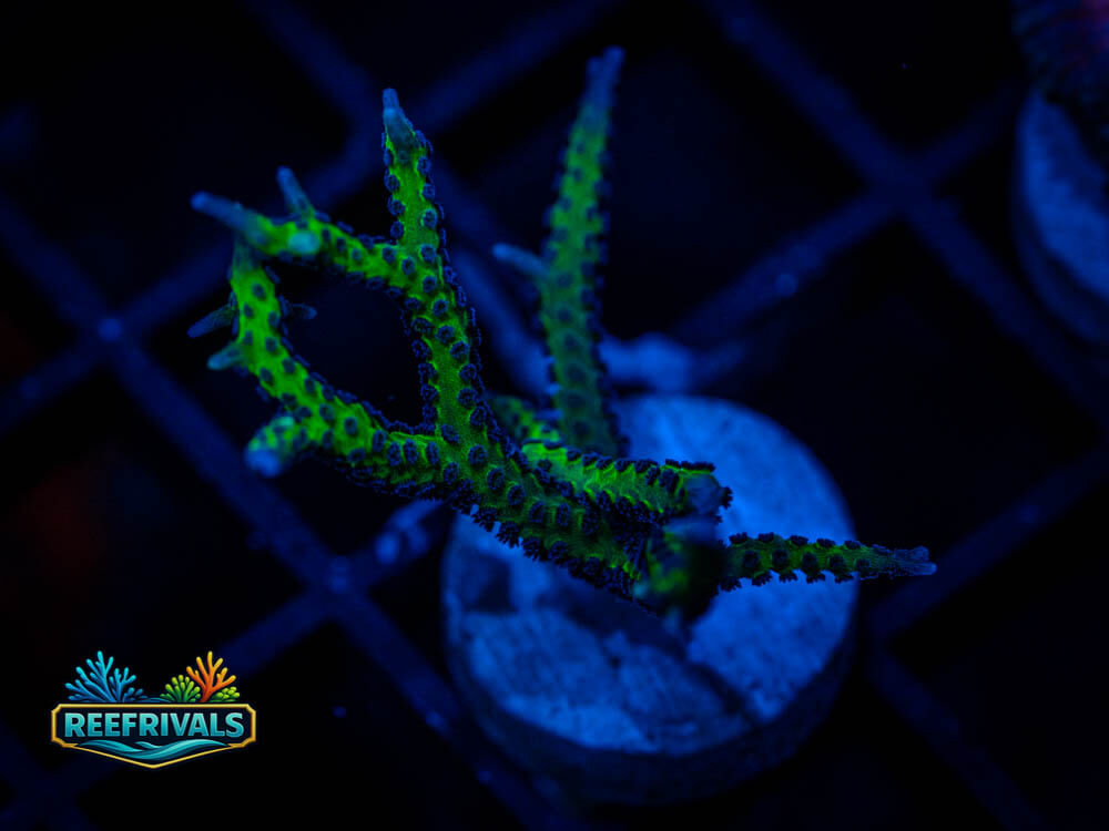 DSC00425 coral image from ReefRivals, listed as Soft Coral