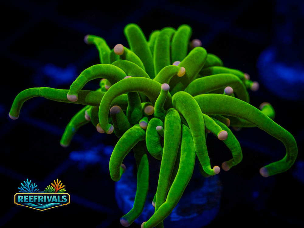 Cotton Candy Torch WYSIWYG coral image | ReefRivals Cotton Candy Torch coral image from ReefRivals, listed as Euphyllia glabrescens and Soft Coral