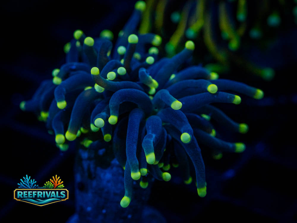 DSC00431 WYSIWYG coral image | ReefRivals DSC00431 coral image from ReefRivals, listed as Soft Coral