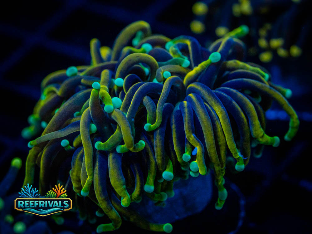 DSC00434 coral image from ReefRivals, listed as Soft Coral