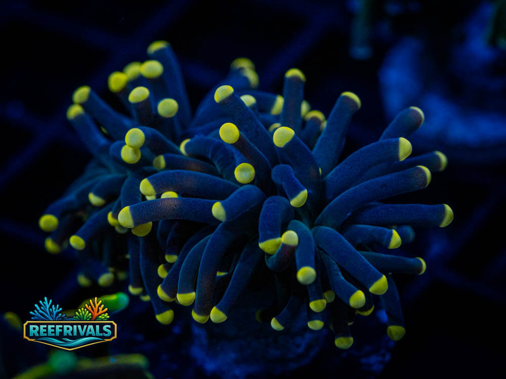 Indo Firefly Torch coral image from ReefRivals, listed as Soft Coral
