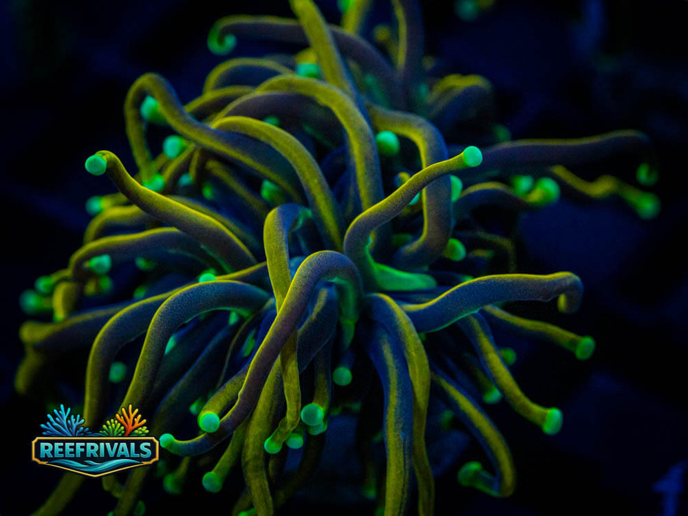 Indo Golden Dragon Torch coral image from ReefRivals, listed as Soft Coral
