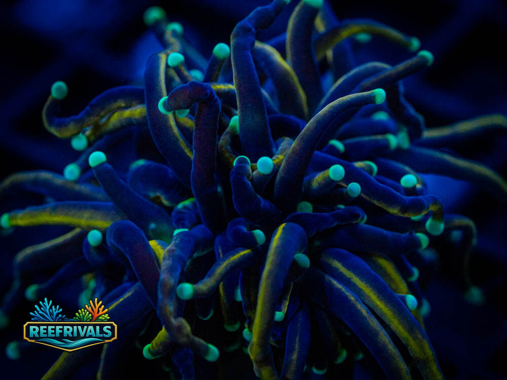 Indo Tiger Torch coral image from ReefRivals, listed as Euphyllia glabrescens and Soft Coral