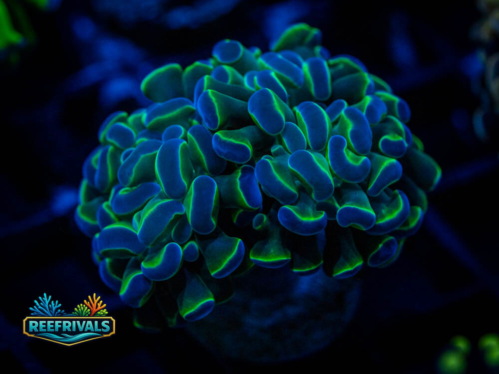 Bi-Color Hammer coral image from ReefRivals, listed as Soft Coral