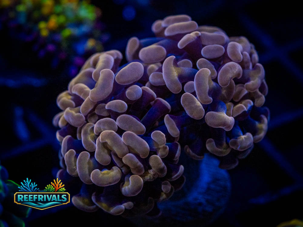 RVL Princess Peach Hammer WYSIWYG coral image | ReefRivals RVL Princess Peach Hammer coral image from ReefRivals, listed as Euphyllia ancora and Soft Coral