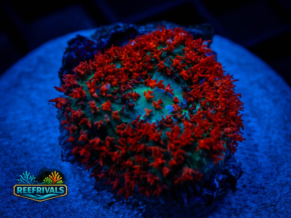 DSC00455 coral image from ReefRivals, listed as Soft Coral