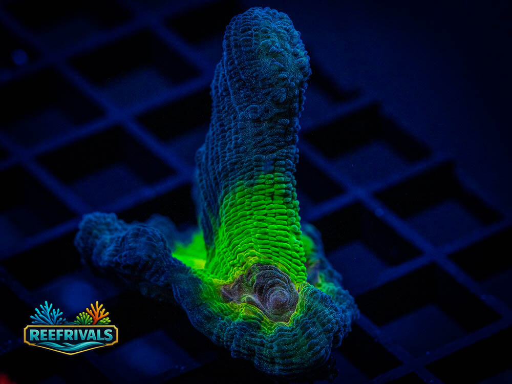 DSC00462 coral image from ReefRivals, listed as Soft Coral