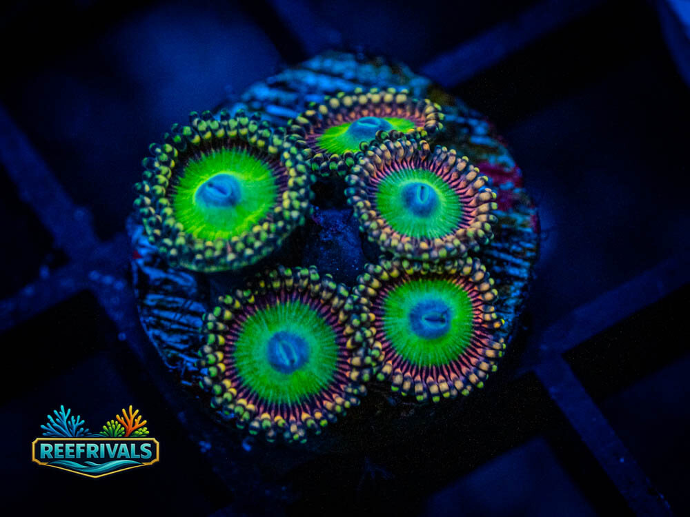 Pink Candy Apple Zoa coral image from ReefRivals, listed as Zoanthus sp. and Zoas