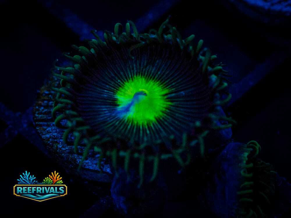 RVL Death Star Paly WYSIWYG coral image | ReefRivals RVL Death Star Paly coral image from ReefRivals, listed as Palythoa sp. and Zoas