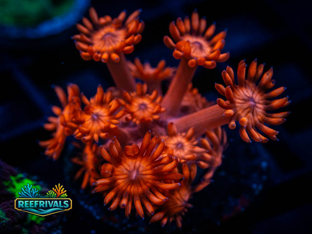 DSC00495 coral image from ReefRivals, listed as Soft Coral