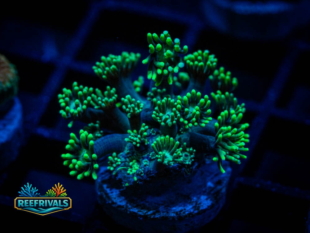 RVL Highlighter Goni coral image from ReefRivals, listed as Goniopora spp. and Soft Coral