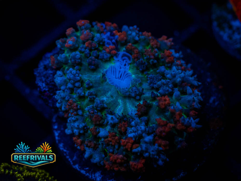 DSC00510 WYSIWYG coral image | ReefRivals DSC00510 coral image from ReefRivals, listed as Soft Coral