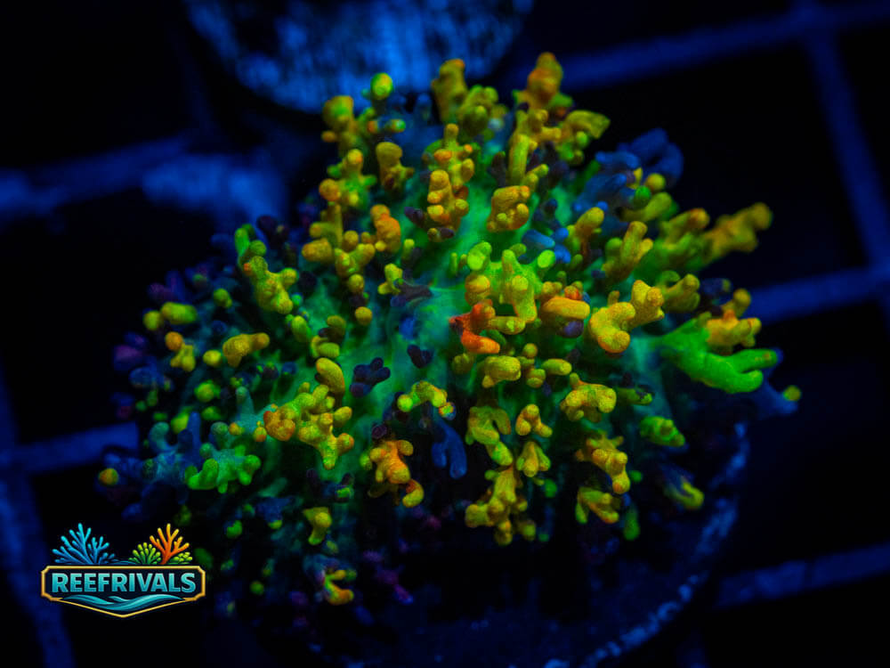 CC Magic Carpet Mushroom coral image from ReefRivals, listed as Discosoma sp. and Mushrooms