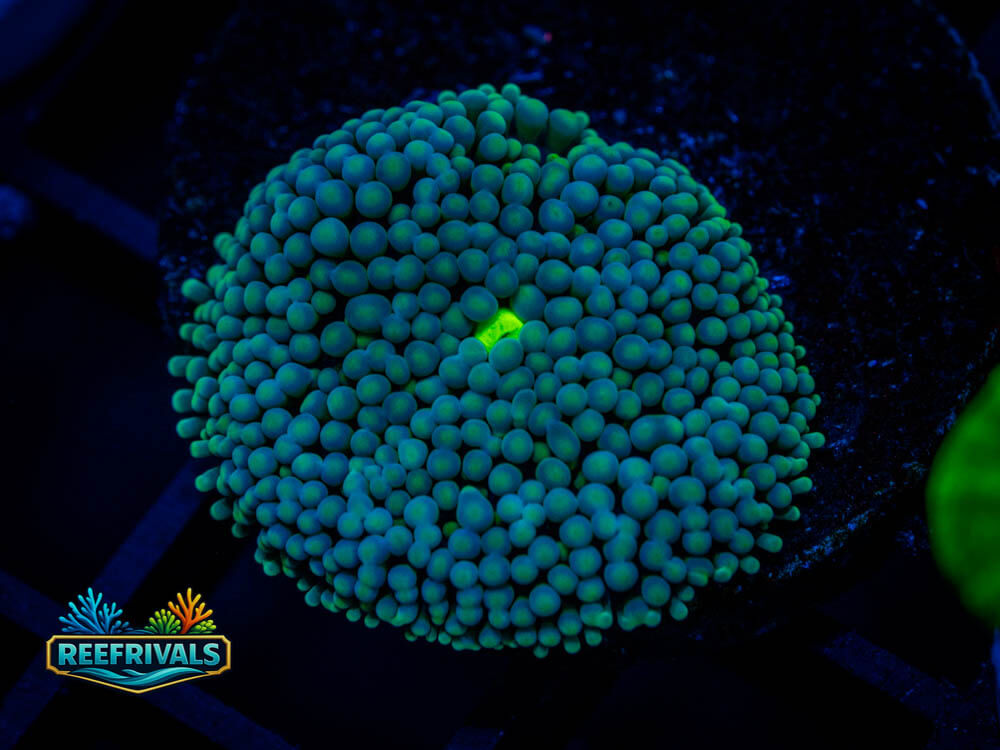 DSC00522 coral image from ReefRivals, listed as Soft Coral