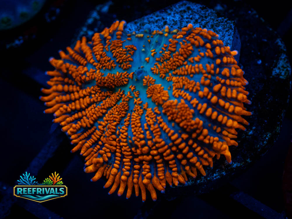 DSC00525 coral image from ReefRivals, listed as Soft Coral