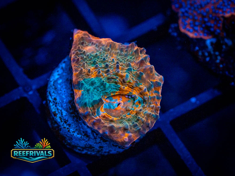 TG Nacho Cheese Chalice WYSIWYG coral image | ReefRivals TG Nacho Cheese Chalice coral image from ReefRivals, listed as Echinophyllia sp. and Soft Coral