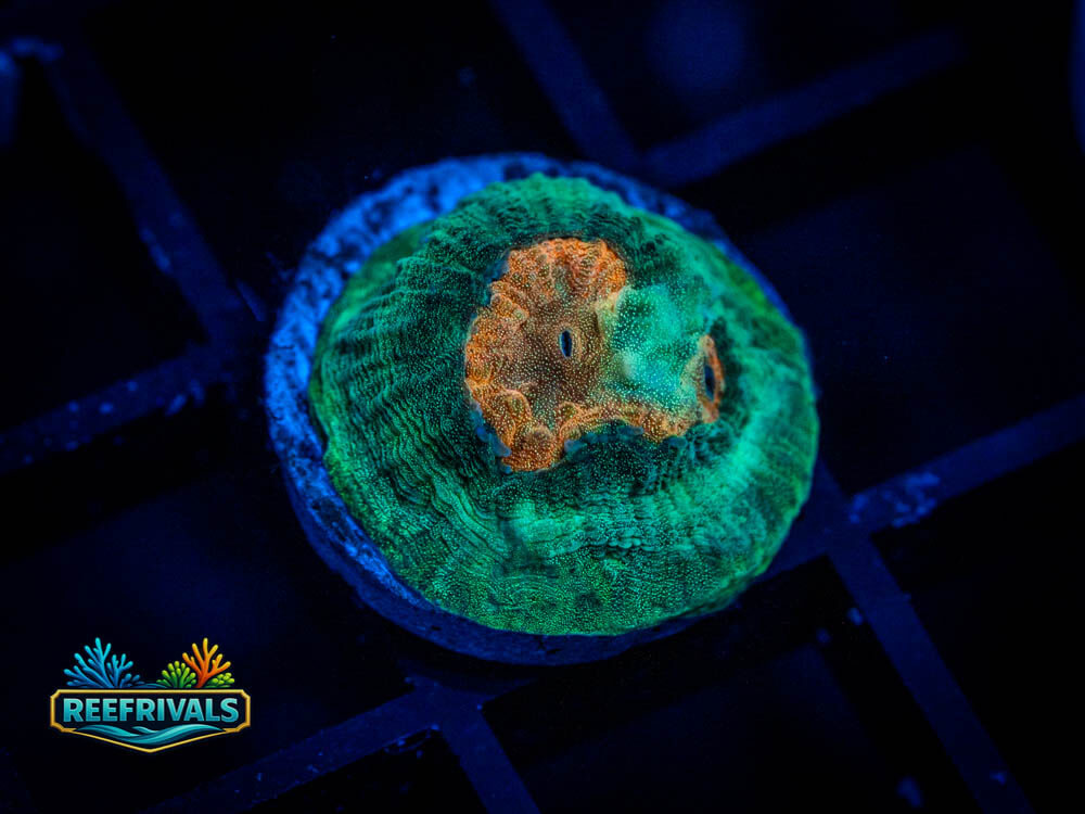 CC Rambo Favia WYSIWYG coral image | ReefRivals CC Rambo Favia coral image from ReefRivals, listed as Favia sp. and Soft Coral