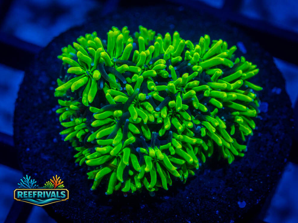 R1 A0 coral image from ReefRivals, listed as Soft Coral