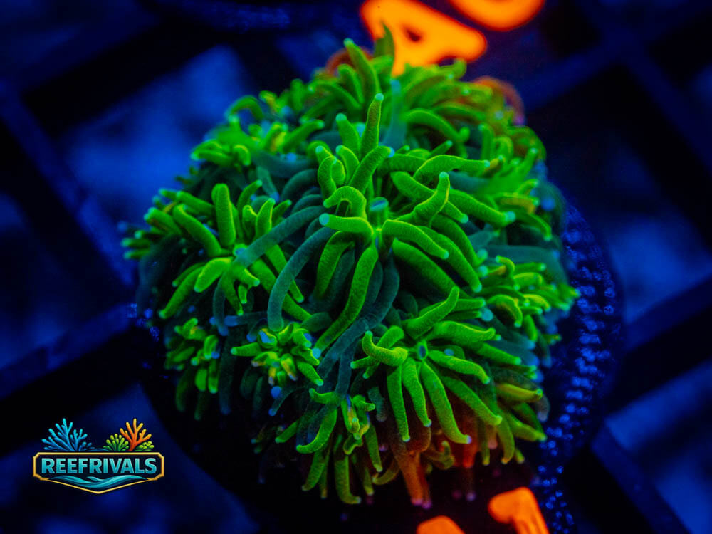 R1 A1 coral image from ReefRivals, listed as Soft Coral
