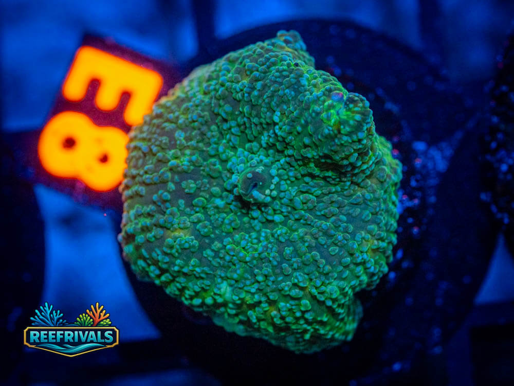 R1 A2 WYSIWYG coral image | ReefRivals R1 A2 coral image from ReefRivals, listed as Soft Coral