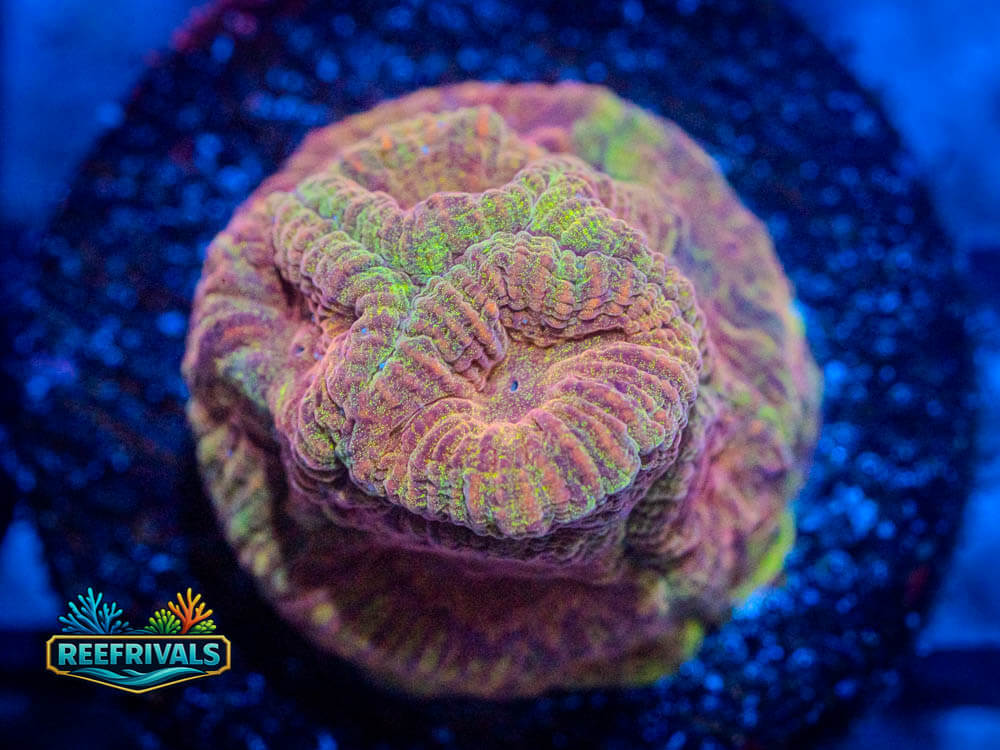 R1 A3 WYSIWYG coral image | ReefRivals R1 A3 coral image from ReefRivals, listed as Soft Coral