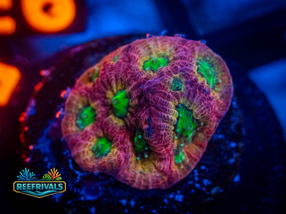 R1 A 3 WYSIWYG coral image | ReefRivals R1 A 3 coral image from ReefRivals, listed as Soft Coral