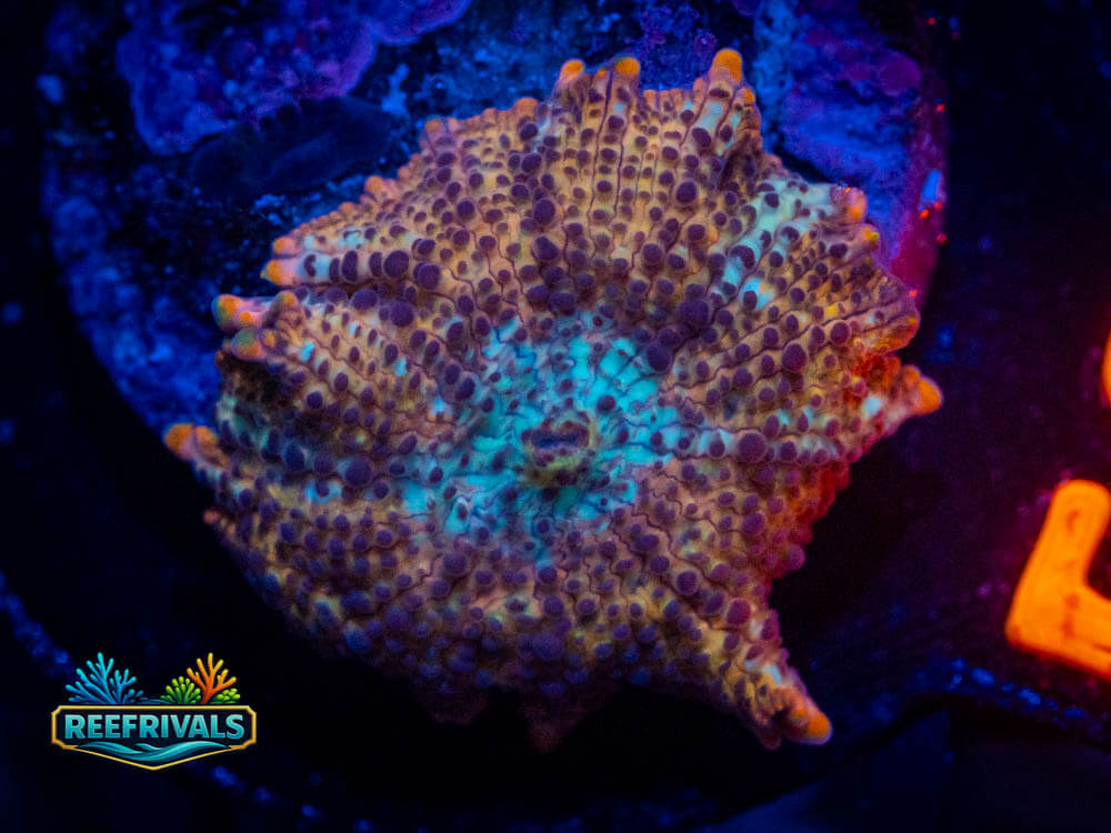 R1 A4 WYSIWYG coral image | ReefRivals R1 A4 coral image from ReefRivals, listed as Soft Coral