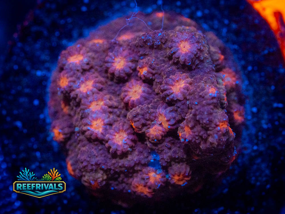 R1 A 4 coral image from ReefRivals, listed as Soft Coral