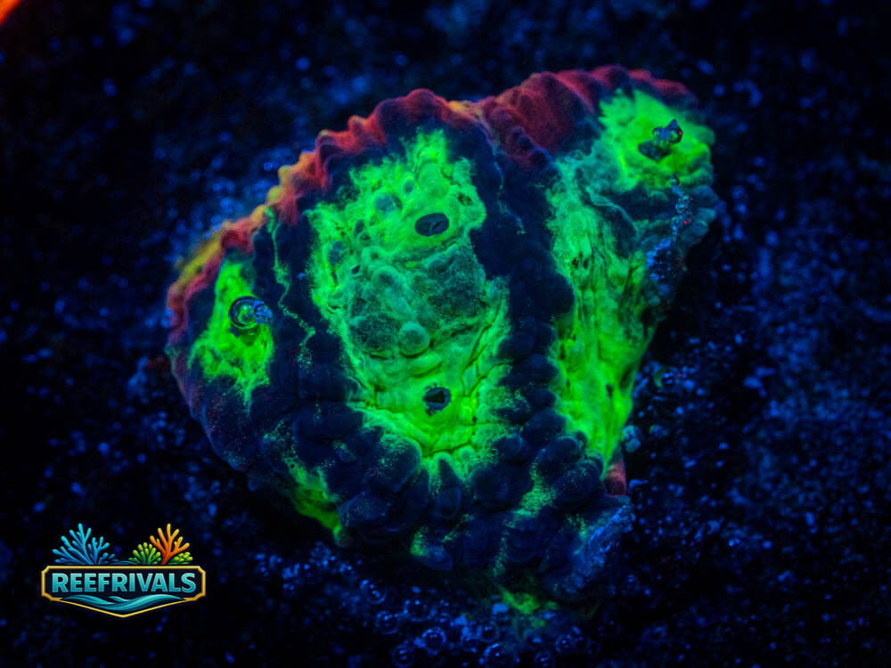 ECC Ring of Fire Favia WYSIWYG coral image | ReefRivals ECC Ring of Fire Favia coral image from ReefRivals, listed as Favia / Favites spp. and Soft Coral