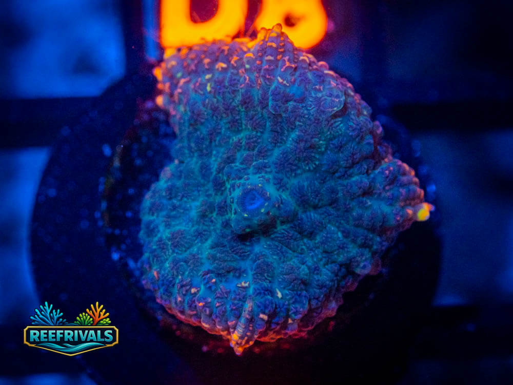 R1 A 7 WYSIWYG coral image | ReefRivals R1 A 7 coral image from ReefRivals, listed as Soft Coral