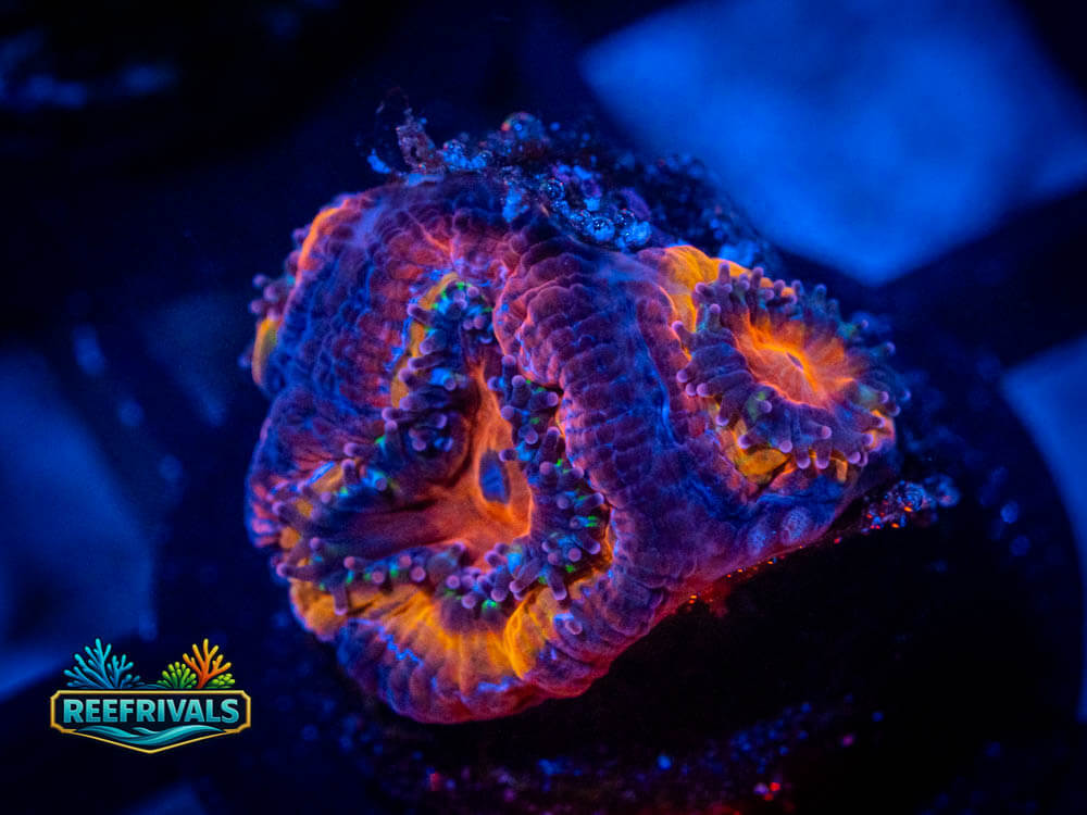 R1 A 8 coral image from ReefRivals, listed as Soft Coral
