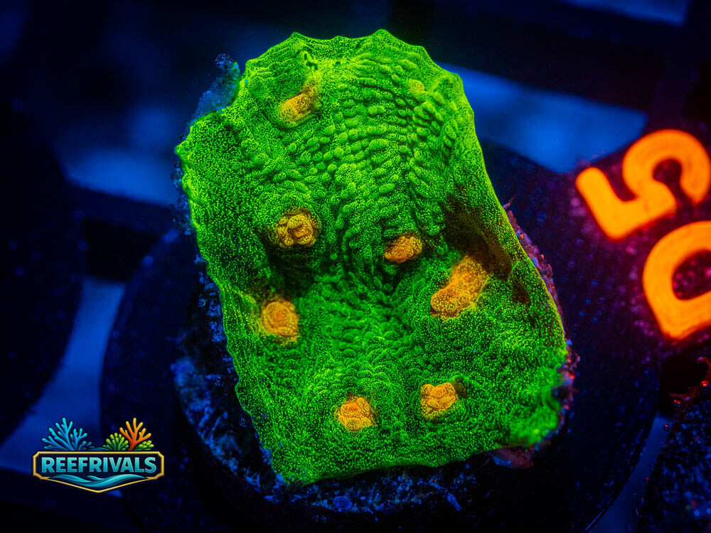 R1 A 9 WYSIWYG coral image | ReefRivals R1 A 9 coral image from ReefRivals, listed as Soft Coral