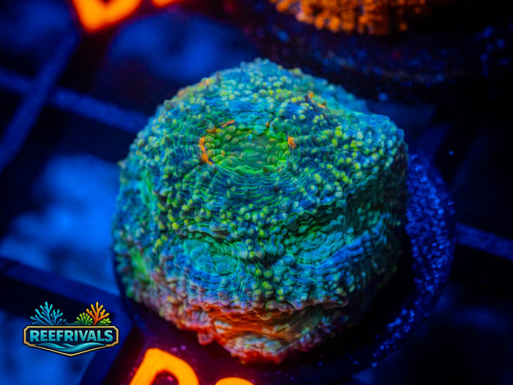 R1 A 11 WYSIWYG coral image | ReefRivals R1 A 11 coral image from ReefRivals, listed as Soft Coral