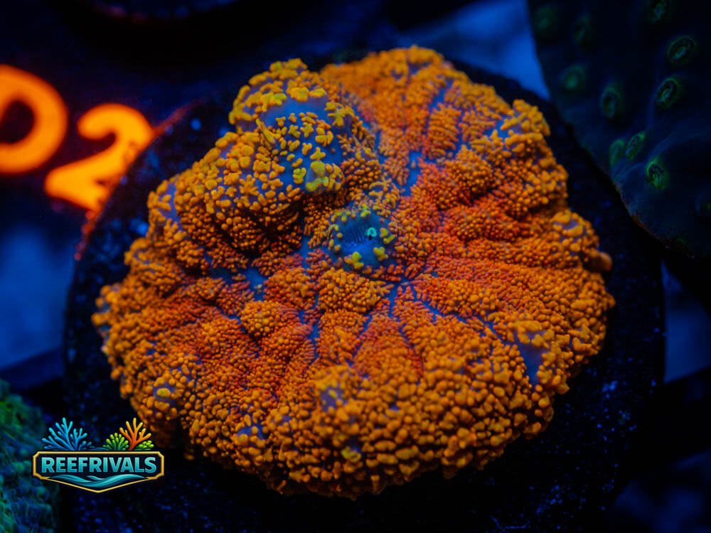 R1 A 12 WYSIWYG coral image | ReefRivals R1 A 12 coral image from ReefRivals, listed as Soft Coral