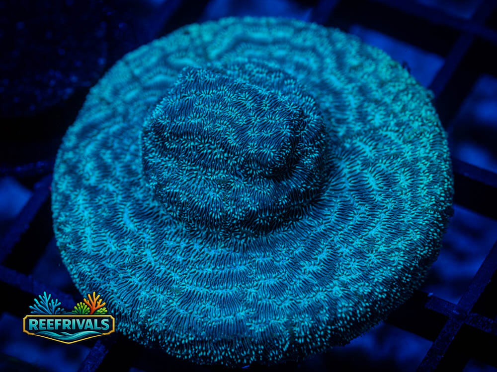 R1 A 14 coral image from ReefRivals, listed as Soft Coral