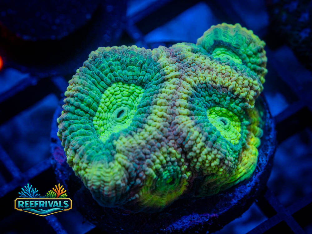 R1 A 15 coral image from ReefRivals, listed as Soft Coral