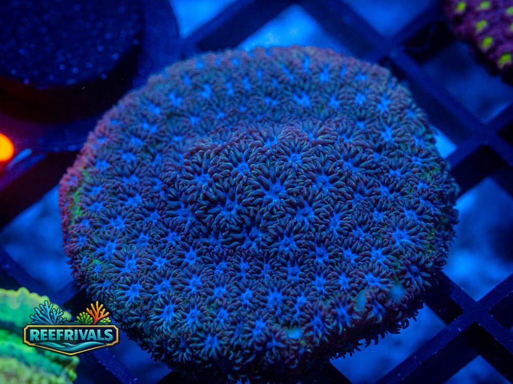R1 A 16 WYSIWYG coral image | ReefRivals R1 A 16 coral image from ReefRivals, listed as Soft Coral