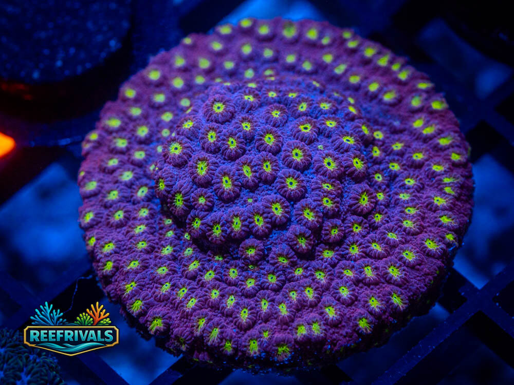 JF Bling Bling Cyphastrea WYSIWYG coral image | ReefRivals JF Bling Bling Cyphastrea coral image from ReefRivals, listed as Cyphastrea spp. and Soft Coral