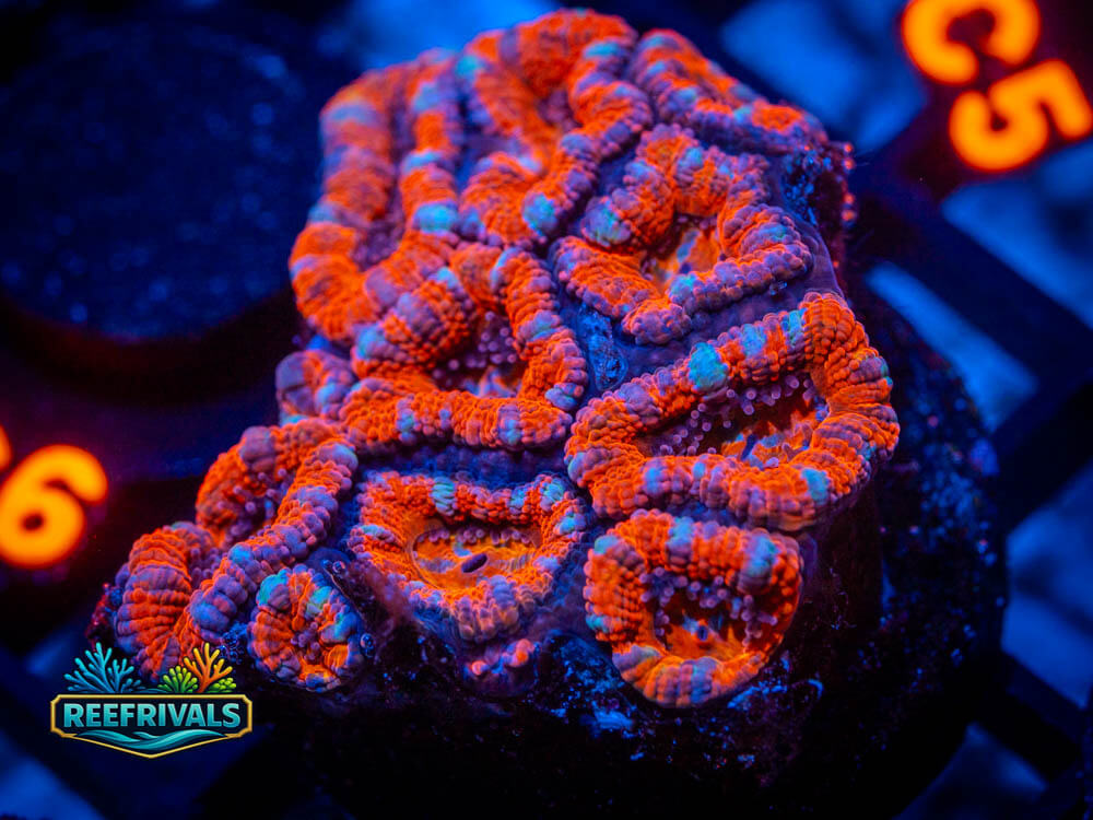 R1 A 18 WYSIWYG coral image | ReefRivals R1 A 18 coral image from ReefRivals, listed as Soft Coral